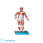 مولاژ عضلات