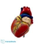 مولاژ قلب