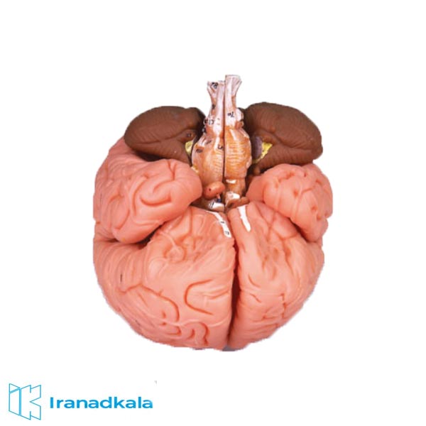 مولاژ مغز