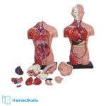 مولاژ نیم تنه