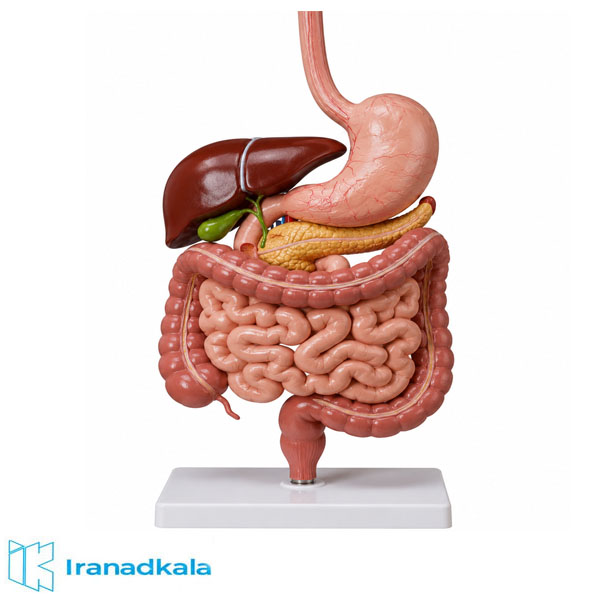 مولاژ دستگاه گوارش